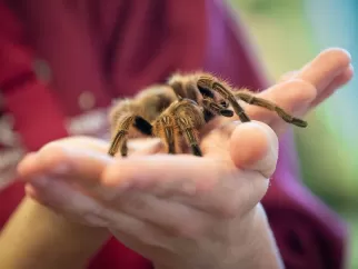 Animal Management student holding a spider